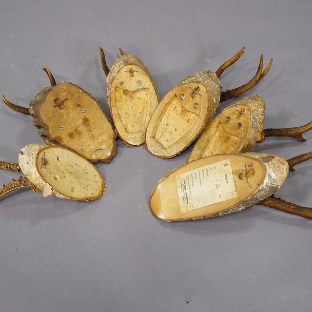 Wood Set of Six Roe Deer Trophies on Wooden Slices Germany Ca. 1930s For Sale - Image 7 of 7