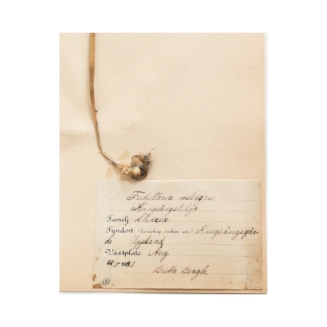 Vintage Swedish Herbarium - Fritillaria ~ Checkered Lily, Circa 1937 For Sale - Image 4 of 4