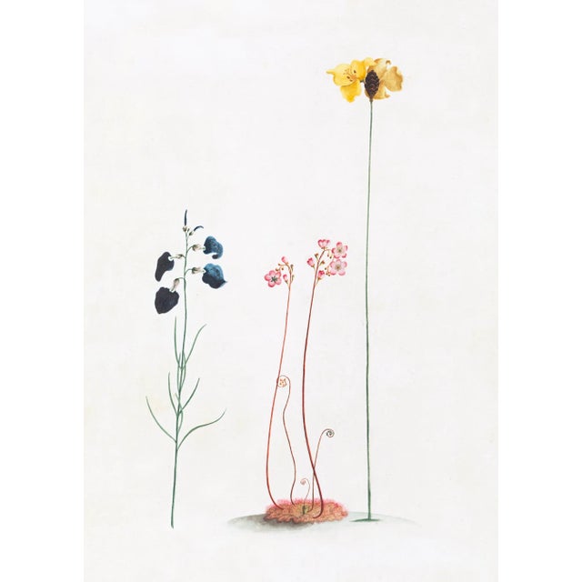 DESCRIPTION From the curated collection of Celerie Kemble for Ornis Gallery, these 18th Century Australian Botanicals are...