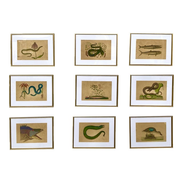 18th Century Framed Engravings by Mark Catesby, Set of Nine Natural History Art For Sale