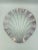 Vintage Mid-Century Translucent Sea Shell-Platter For Sale - Image 11 of 11