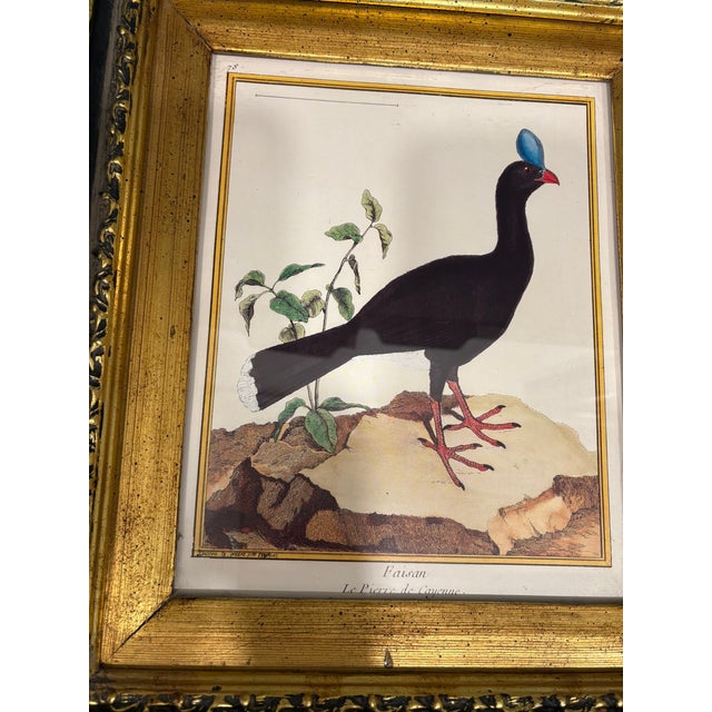Vintage French Natural History Scientific Bird Reproduction Print Art & Gilded Wood Frame For Sale - Image 11 of 11