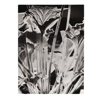 L. E. Berka, Close-Up of a Plant, 1930, Signed Gelatin Silver Print For Sale