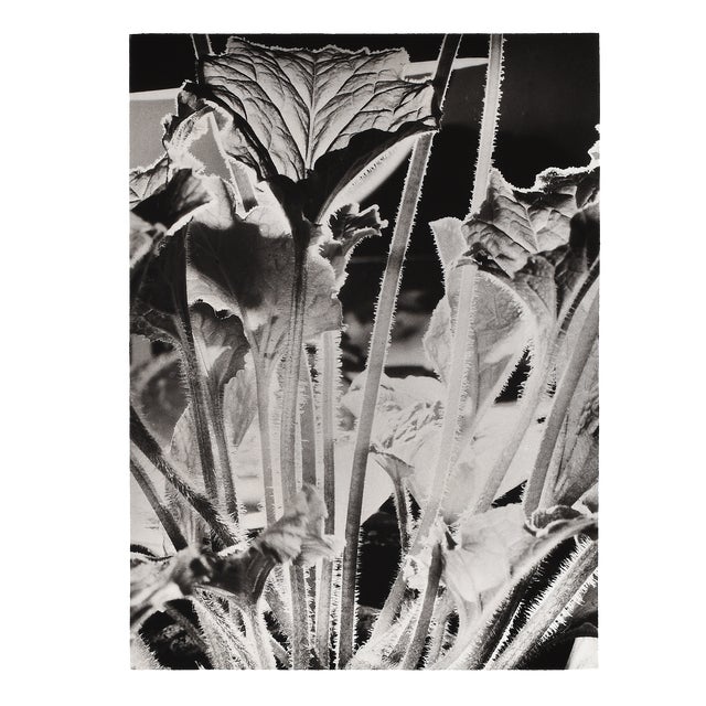 L. E. Berka, Close-Up of a Plant, 1930, Signed Gelatin Silver Print For Sale