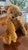 Teddy Bear Vintage Mohair Handmade Pristine C1980 For Sale - Image 16 of 18