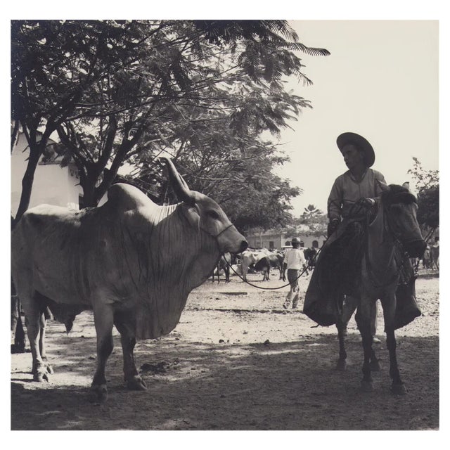 Hanna Seidel, Colombian Zebu Bull, Black and White Photograph, 1960s For Sale