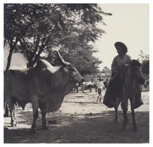 Hanna Seidel, Colombian Zebu Bull, Black and White Photograph, 1960s