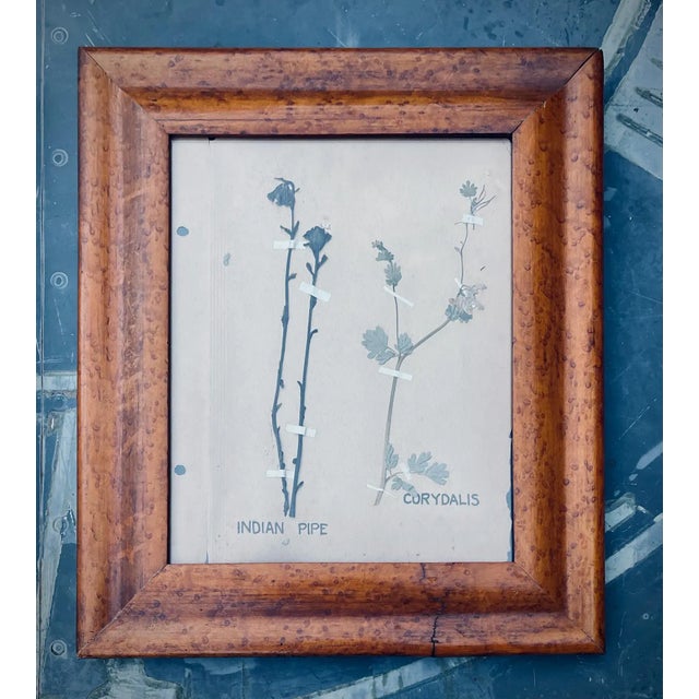 Mid-Century Modern Pair Antique Pressed Wildflowers Botanicals Herbarium Specimens 1936 Beautifully Displayed in Antique Birdseye Maple Frames For Sale - Image 3 of 9