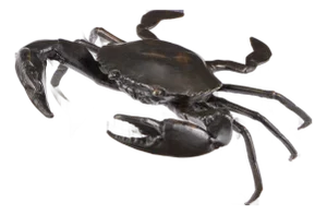 Currey & Company Crab Bronze