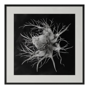 20" X 20" 'Devil in the Bush Flower' - Black and White Botanical Photography Print / Karl Blossfeldt