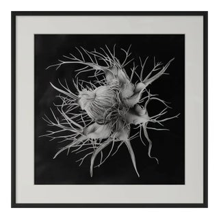 Devil in the Bush Flower — Framed Vintage Botanical Photography Print Inspired by Karl Blossfeldt For Sale