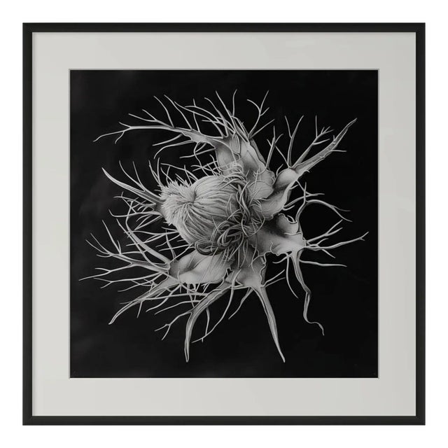 Devil in the Bush Flower — Framed Vintage Botanical Photography Print Inspired by Karl Blossfeldt For Sale