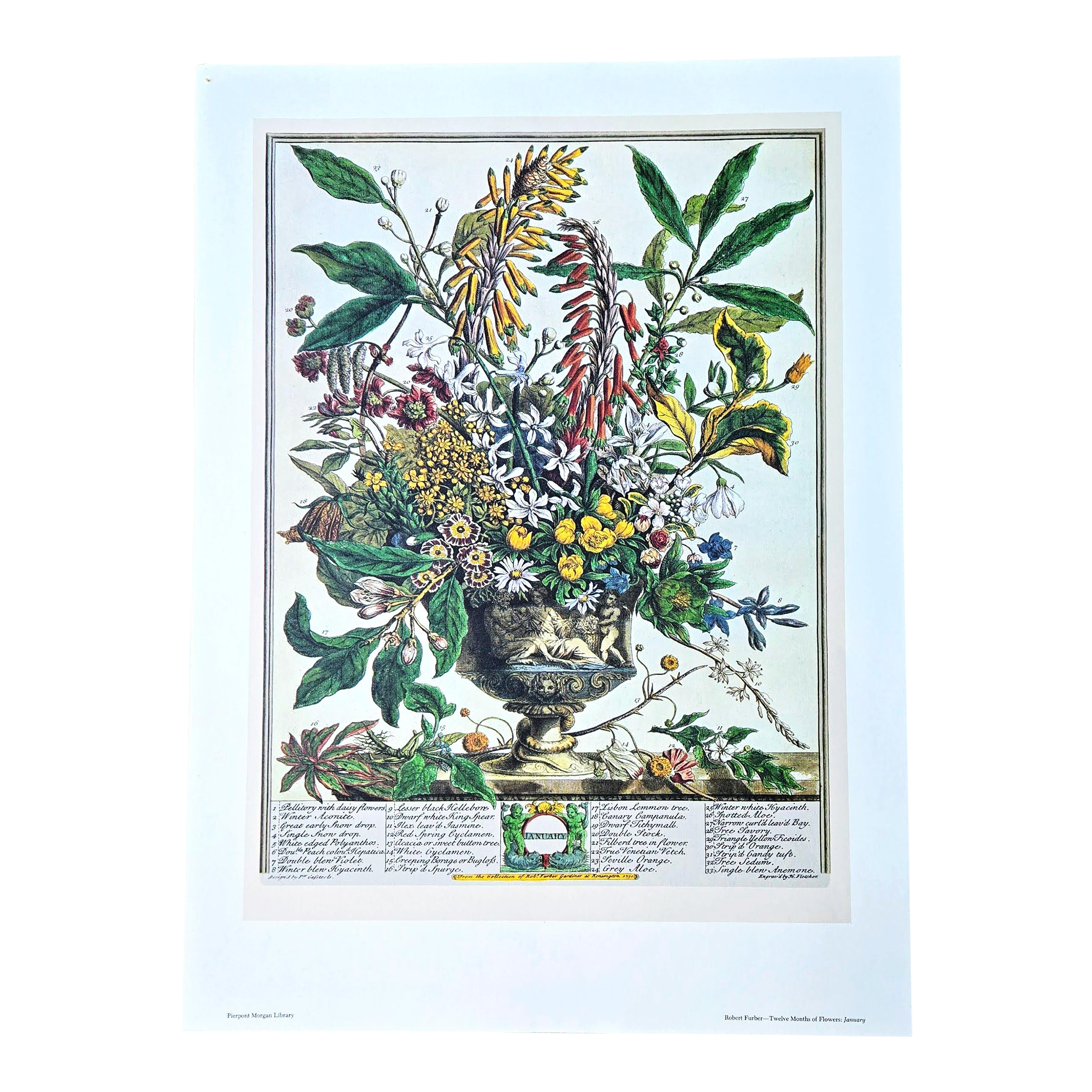 1980s Vintage Robert Furber January Botanical From 