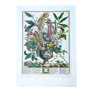 1980s Vintage Robert Furber January Botanical From "Twelve Months of Flowers” Pierpont Morgan Library Print For Sale