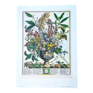 1980s Vintage Robert Furber January Botanical From "Twelve Months of Flowers” Pierpont Morgan Library Print