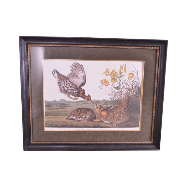 After John James Audubon "Pinnated Grous" No. 38 Plate CLXXXVI Double