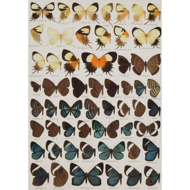 Antique Early 20th Century Butterfly Print 1912 For Sale - Image 4 of 5