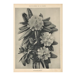1904 Antique French Photographic Botanical-Rhododendron-With Documentation For Sale