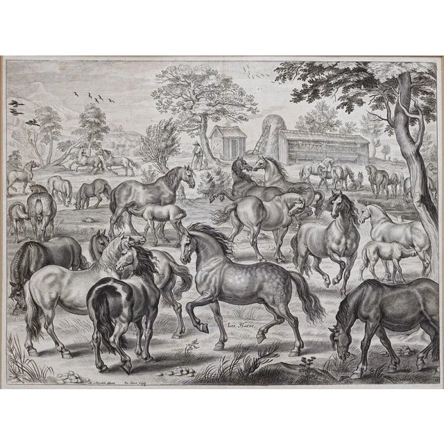 18th Century Equestrian Horsemanship Engravings Framed - A Pair For Sale - Image 4 of 10