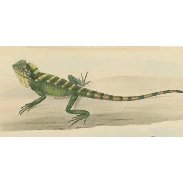 Schlegel, Herpetological Illustration of Green Crested Lizards, 1837, Print For Sale - Image 4 of 6