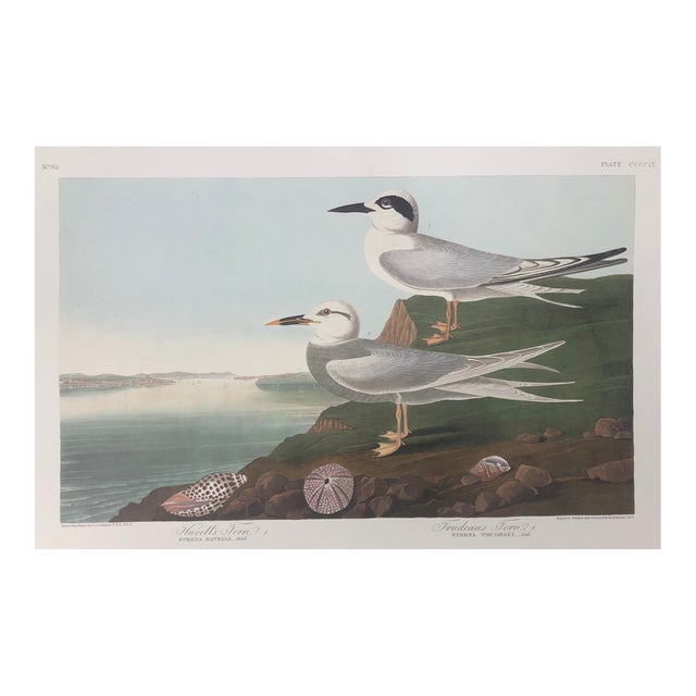 Audubon Havell's & Trudeau's Terns From Abbeville Edition For Sale