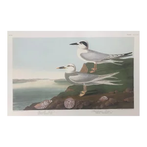 Audubon Havell's & Trudeau's Terns From Abbeville Edition
