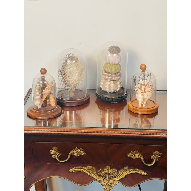 Coastal 4 Vintage Coastal Marine Specimens in Domed Clochets For Sale - Image 3 of 7