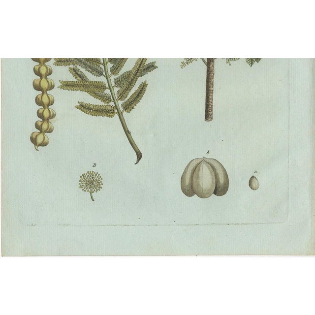 Bertuch, Manna Ash and Sarsaparilla, 1805, Engraving For Sale - Image 3 of 11