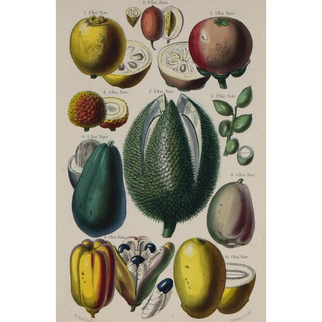 19th C Antique Hand Colored Tropical Fruit Print by William Rhind, London 1874 For Sale - Image 4 of 7