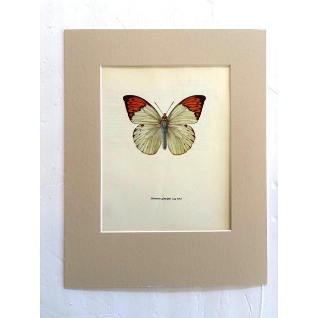 Realism Vintage 1965 Butterfly Print in 11x14 Mat: Hebomia Glaucippe/Great Orange Tip For Sale - Image 3 of 3