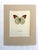 Realism Vintage 1965 Butterfly Print in 11x14 Mat: Hebomia Glaucippe/Great Orange Tip For Sale - Image 3 of 3
