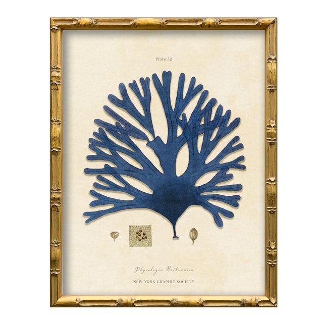 Contemporary Set of 4 Vintage Blue Seaweed Art Print Reproductions (Set of All 4) Framed For Sale - Image 3 of 7