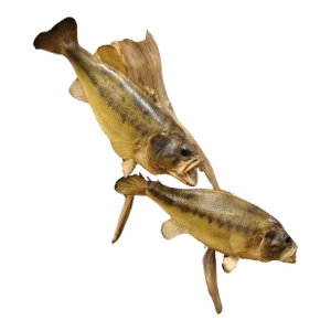 Vintage Double Largemouth Bass Wall Mount Taxidermy Real Skin Fishing Wall Decor