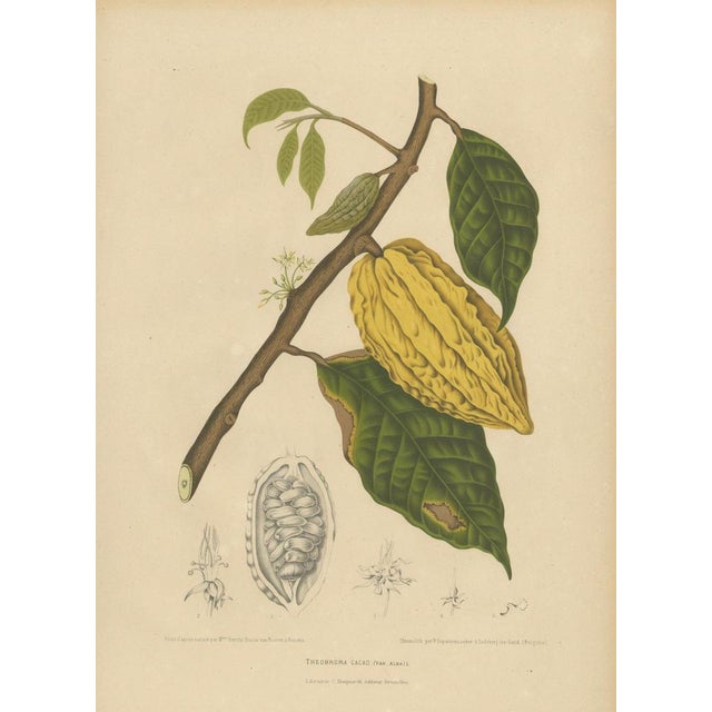 Hoola van Nooten, White Cacao Botanical, 1880, Chromolithograph For Sale - Image 3 of 10