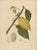 Hoola van Nooten, White Cacao Botanical, 1880, Chromolithograph For Sale - Image 3 of 10