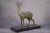Vintage Regula Deer Sculpture on Marble Base, 1940s For Sale - Image 6 of 12