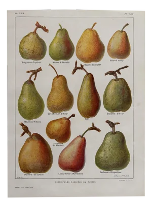 Chart with Fruit by Maurice Dessertenne