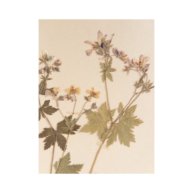 Vintage Swedish Herbarium - Geranium, Circa 1958 For Sale - Image 4 of 5