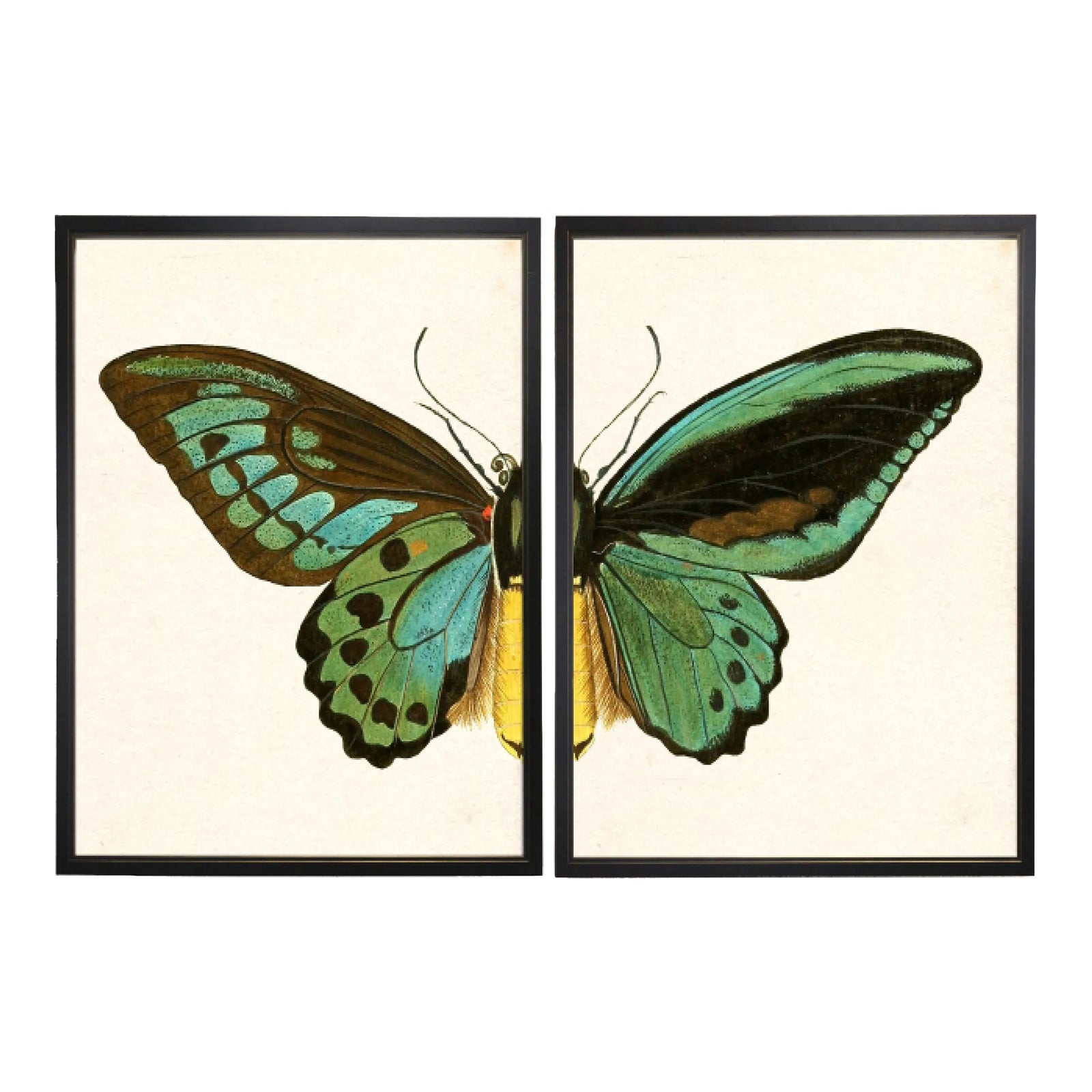 Split Turquoise Butterfly in Black & Copper Shadowbox - 62" x 37", Set ...