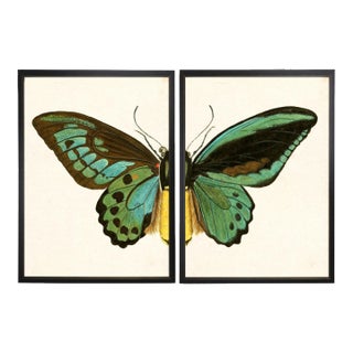 Split Turquoise Butterfly in Black & Copper Shadowbox - 62" x 37", Set of 2 For Sale