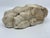 Antique Classical Marble Stone Fragment Lions Claw For Sale - Image 9 of 16