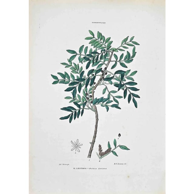 Vincenzo Tenore, The Lentisk, Lithograph, 1870s For Sale