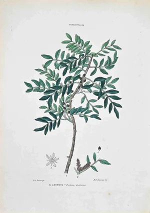 Vincenzo Tenore, The Lentisk, Lithograph, 1870s