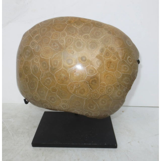 Petoskey Fossil Stone Museum Mount Specimen For Sale In New York - Image 6 of 6