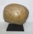 Petoskey Fossil Stone Museum Mount Specimen For Sale In New York - Image 6 of 6