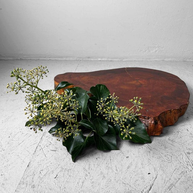 Yakusugi Wood Display, Japan, 1950s For Sale - Image 12 of 14