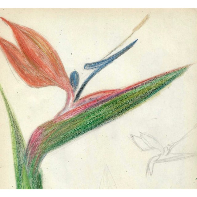 Grace Spongberg (American, 1906-1992) "Bird of Paradise from Maui" oil pastel on paper, titled and estate stamp on...