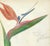 Grace Spongberg (American, 1906-1992) "Bird of Paradise from Maui" oil pastel on paper, titled and estate stamp on...