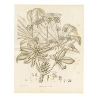 L. Stroobant, Fatsia Japonica, Aralia Japonica Flowering Branch, 1858, Lithograph For Sale