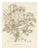 L. Stroobant, Fatsia Japonica, Aralia Japonica Flowering Branch, 1858, Lithograph For Sale